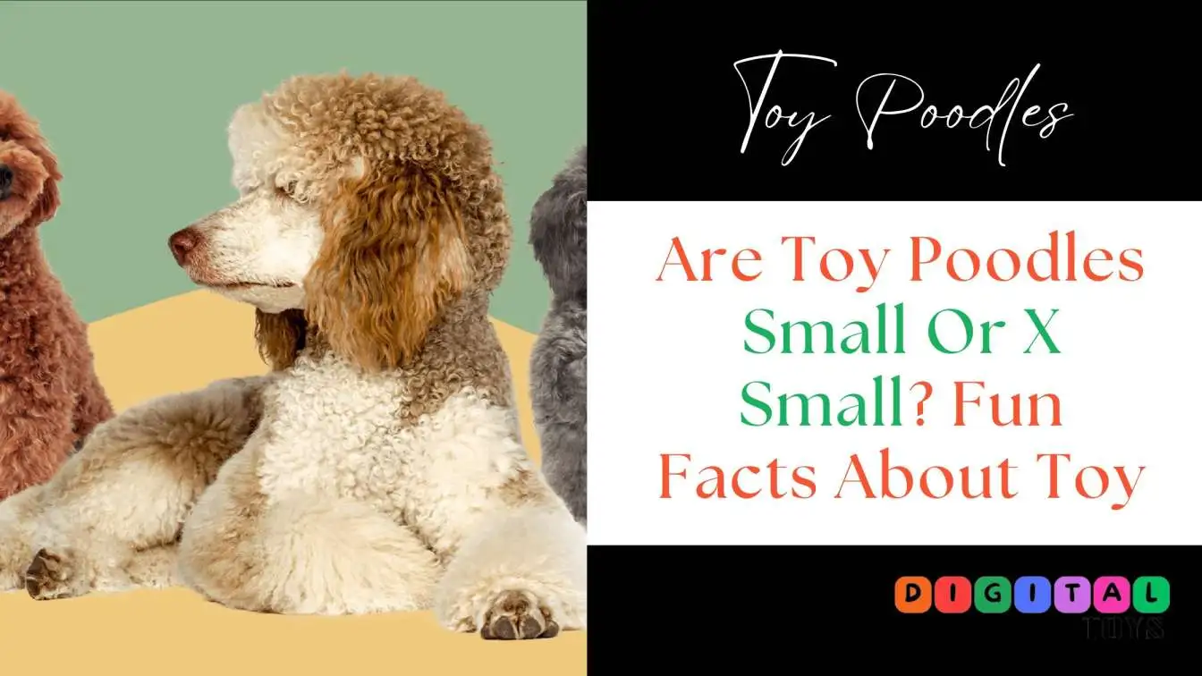 Are Toy Poodles Small Or X Small? Fun Facts About